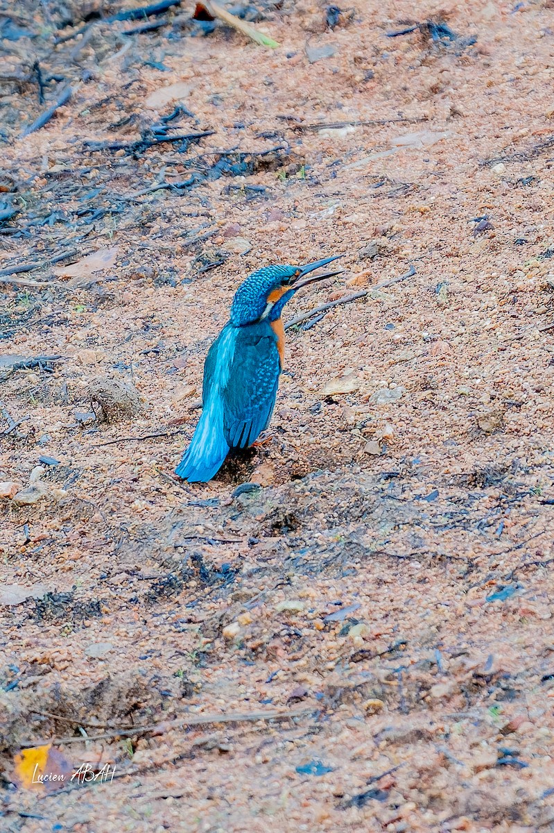 翠鳥 - ML646439809