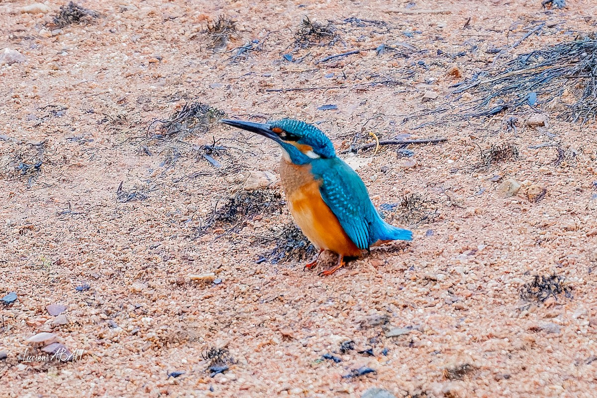 翠鳥 - ML646439810