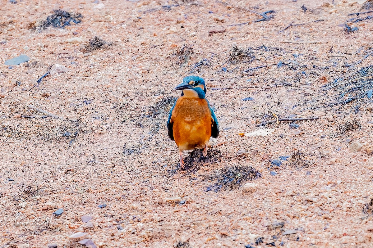 翠鳥 - ML646439811