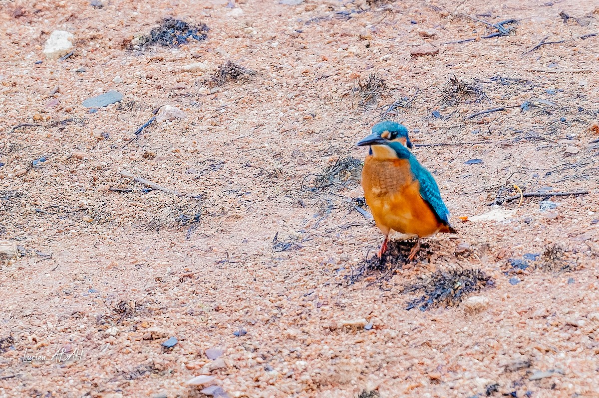 翠鳥 - ML646439812