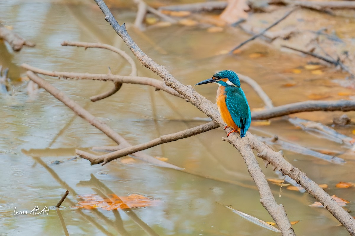 翠鳥 - ML646439813