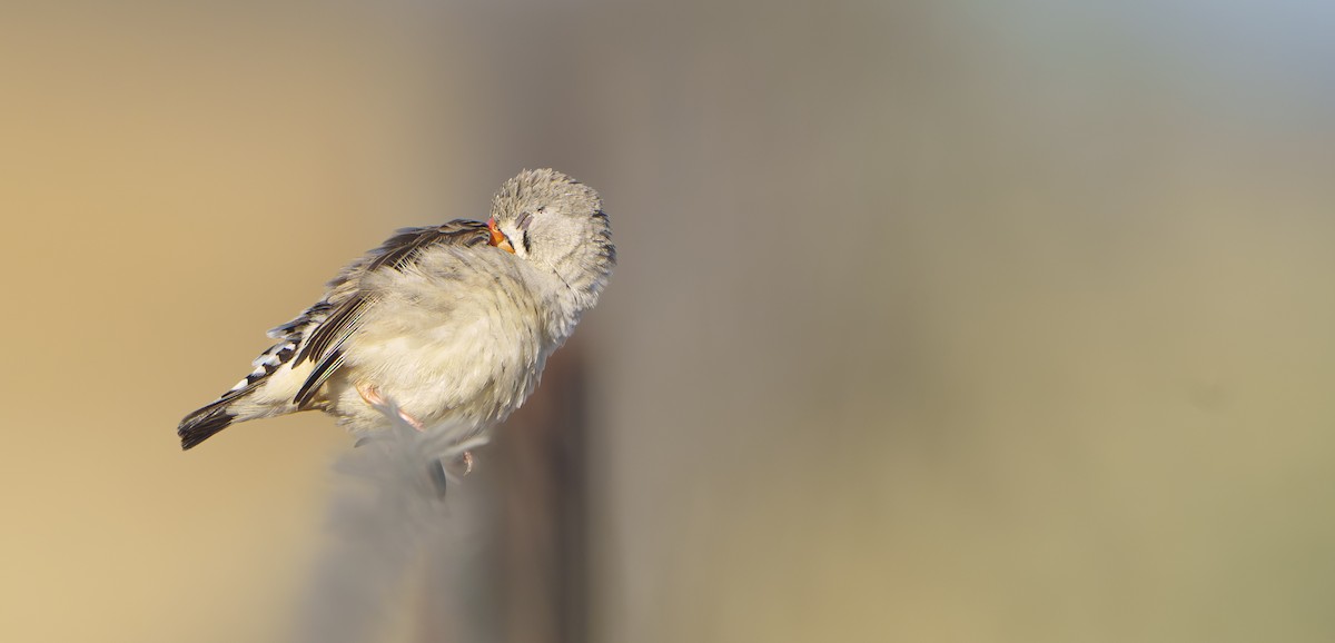 Zebra Finch - ML646439814