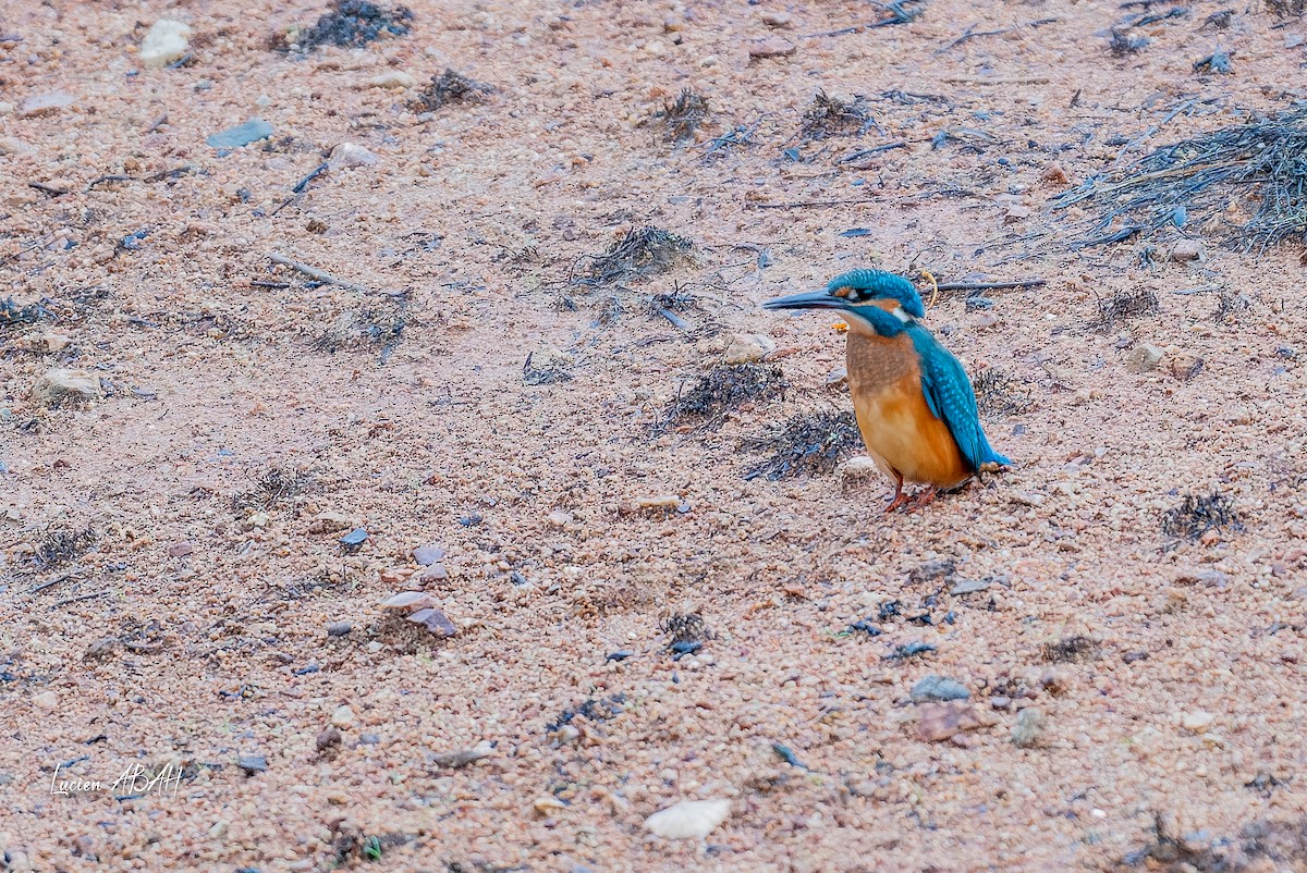 Martín Pescador Común - ML646439815