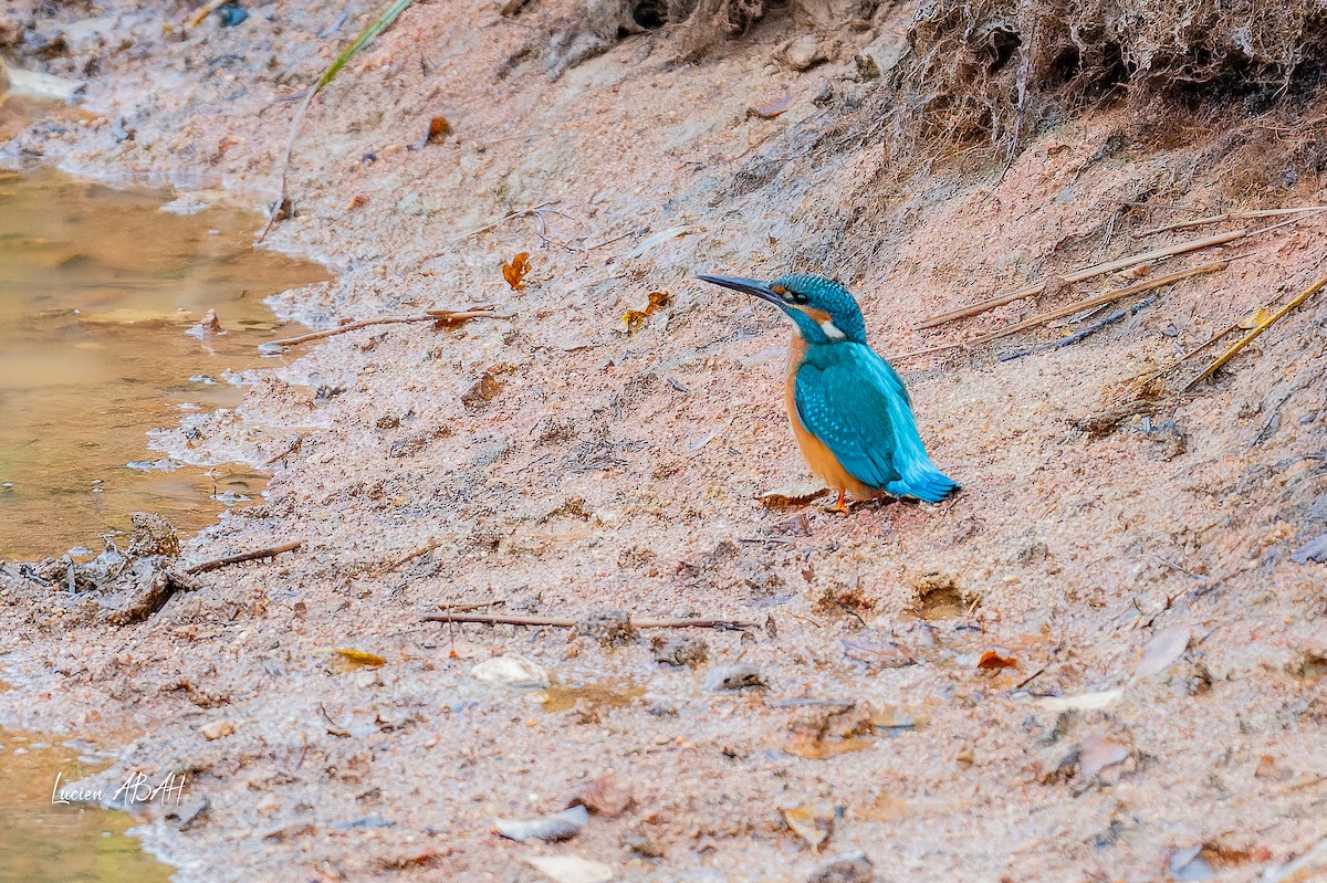 Martín Pescador Común - ML646439816