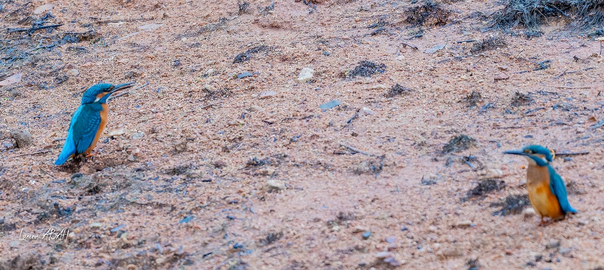 Martín Pescador Común - ML646439817