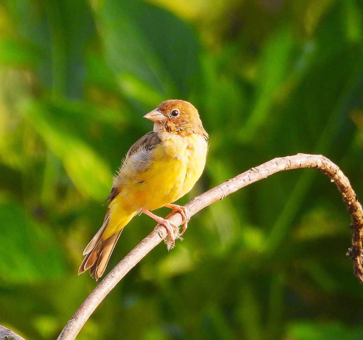 Хүрэн толгойт хөмрөг - ML646439818