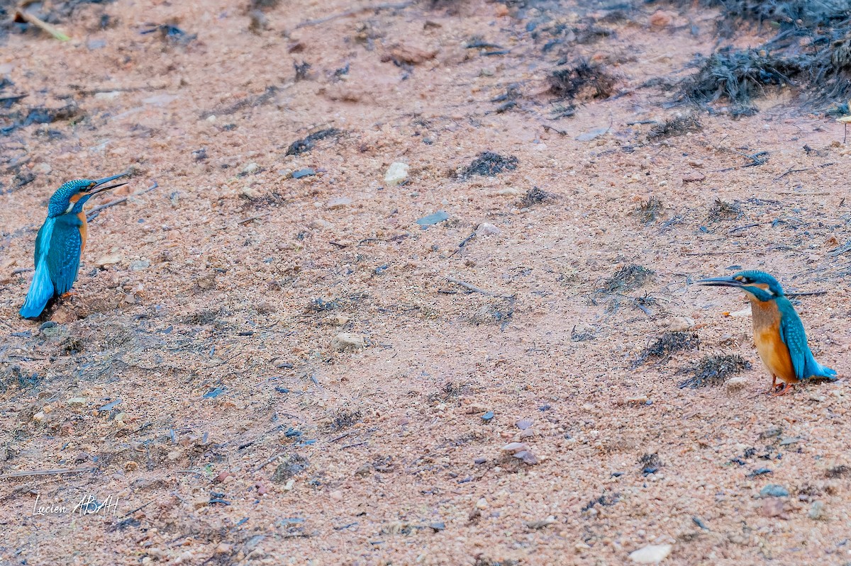 Martín Pescador Común - ML646439819