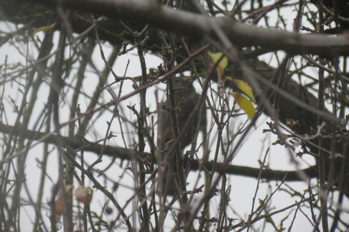 krahujec obecný - ML646439820