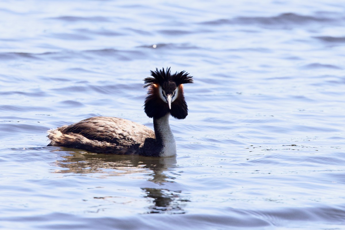 Great Crested Grebe - ML646439821