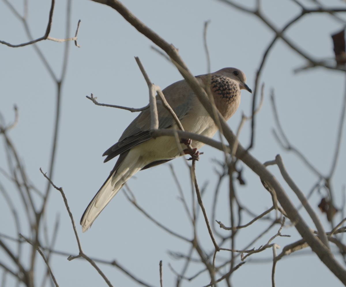 Tórtola Senegalesa - ML646439823