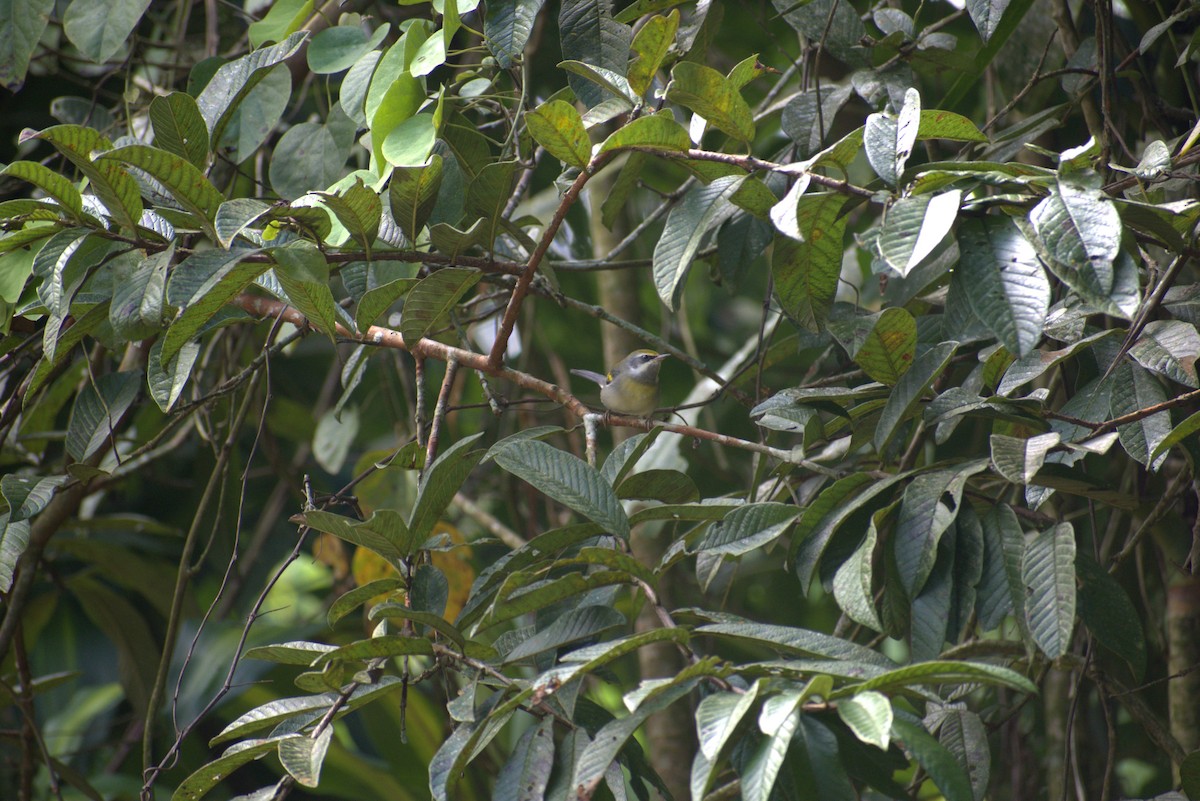 Golden-winged Warbler - ML646439824