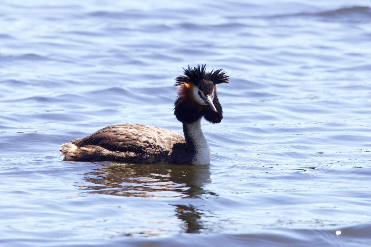 Great Crested Grebe - ML646439825