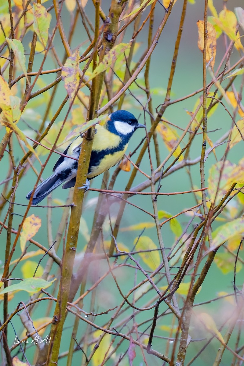 Carbonero Común - ML646439827