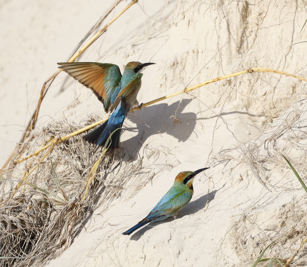 Abejaruco Australiano - ML646439830