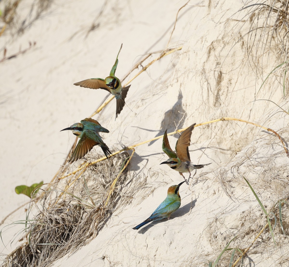 Abejaruco Australiano - ML646439831