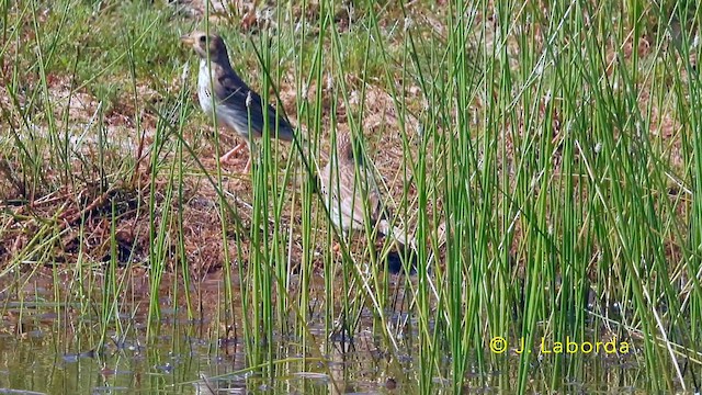 Escribano Triguero - ML646439832