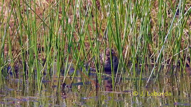 Escribano Triguero - ML646439833