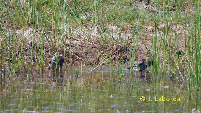 Escribano Triguero - ML646439834
