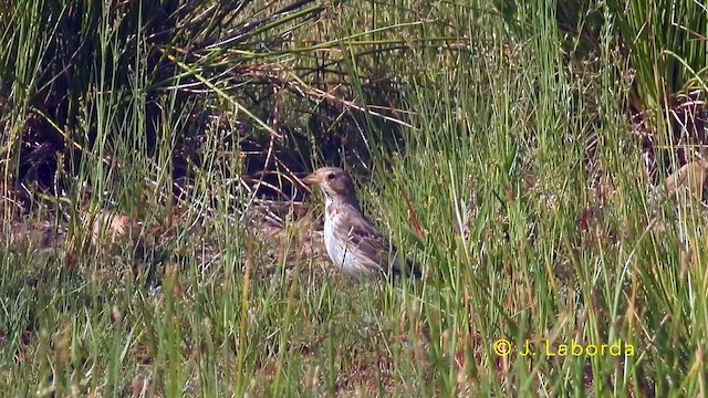 Escribano Triguero - ML646439835