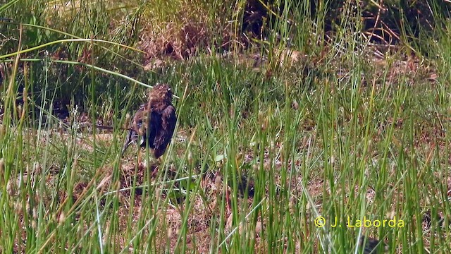 Escribano Triguero - ML646439836