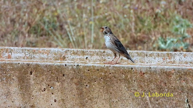Escribano Triguero - ML646439837