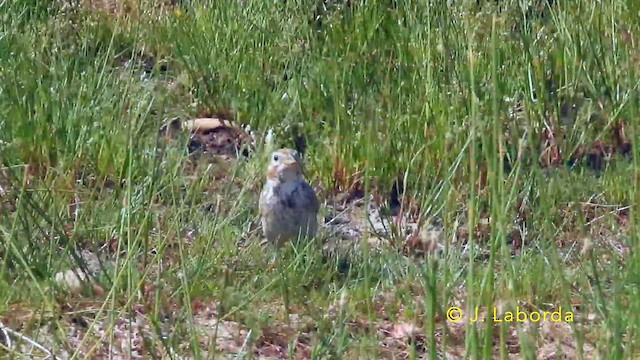 Escribano Triguero - ML646439838