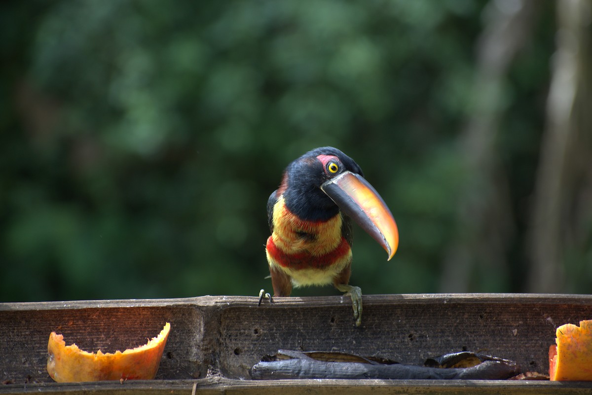 Arasarí Piquinaranja - ML646439843