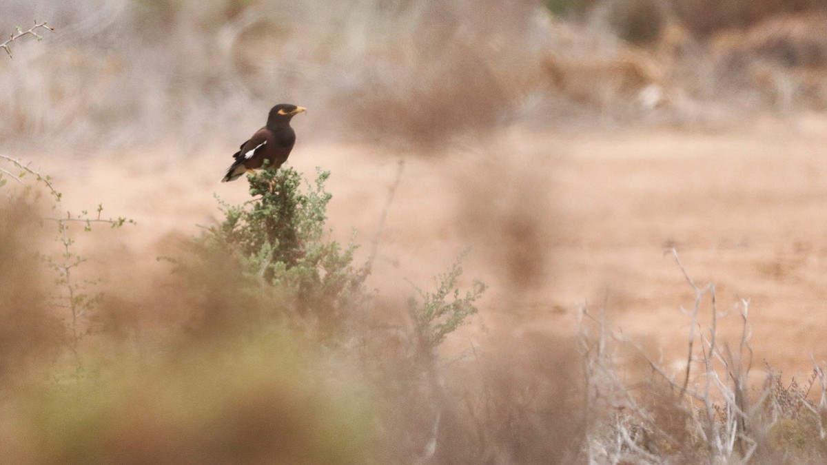 Miná Común - ML646439851