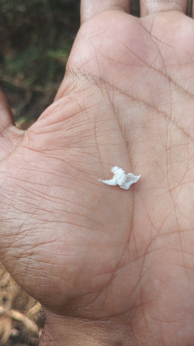 Suimanga Mínimo - ML646439854