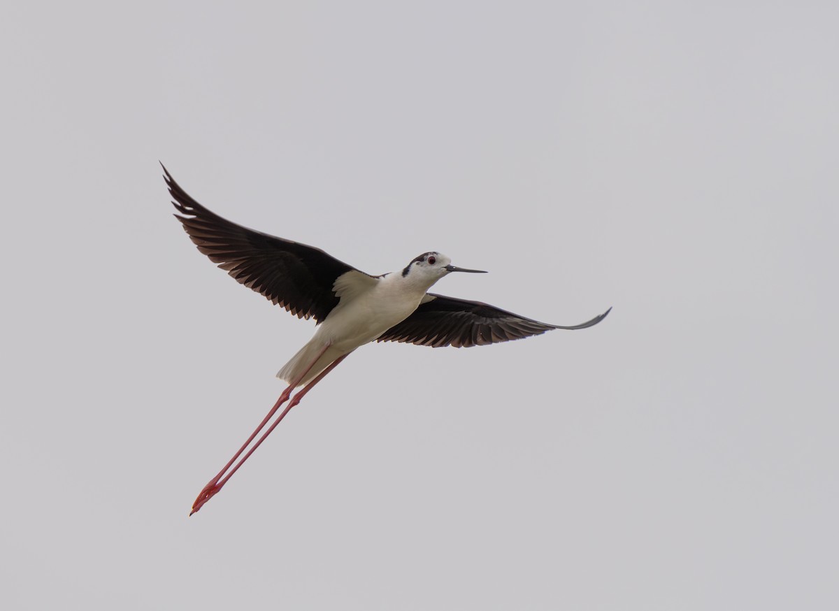 Cigüeñuela Común - ML646439855