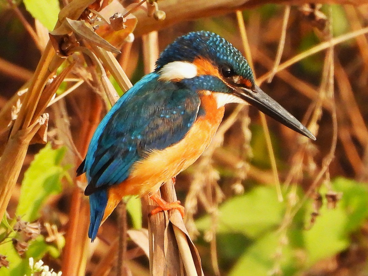 Martín Pescador Común - ML646439856