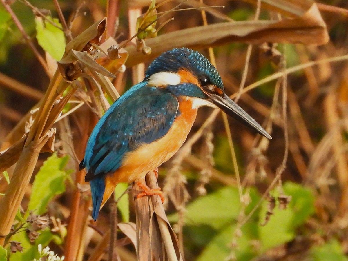 Martín Pescador Común - ML646439857