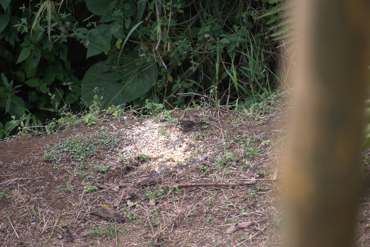 Toquí Costarricense - ML646439858