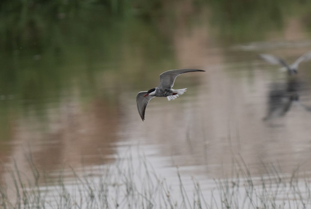 Whiskered Tern - ML646439859