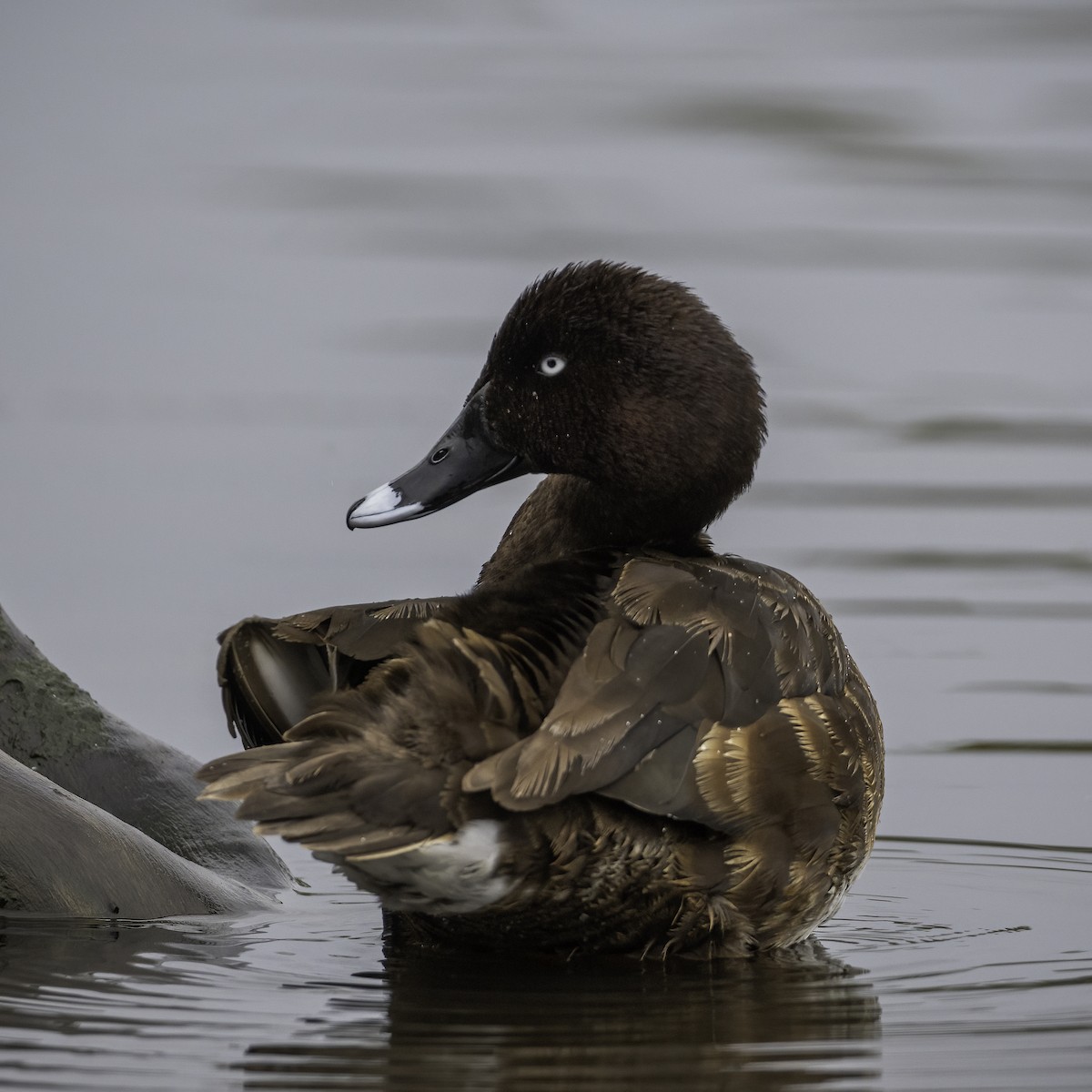 Porrón Australiano - ML646439860
