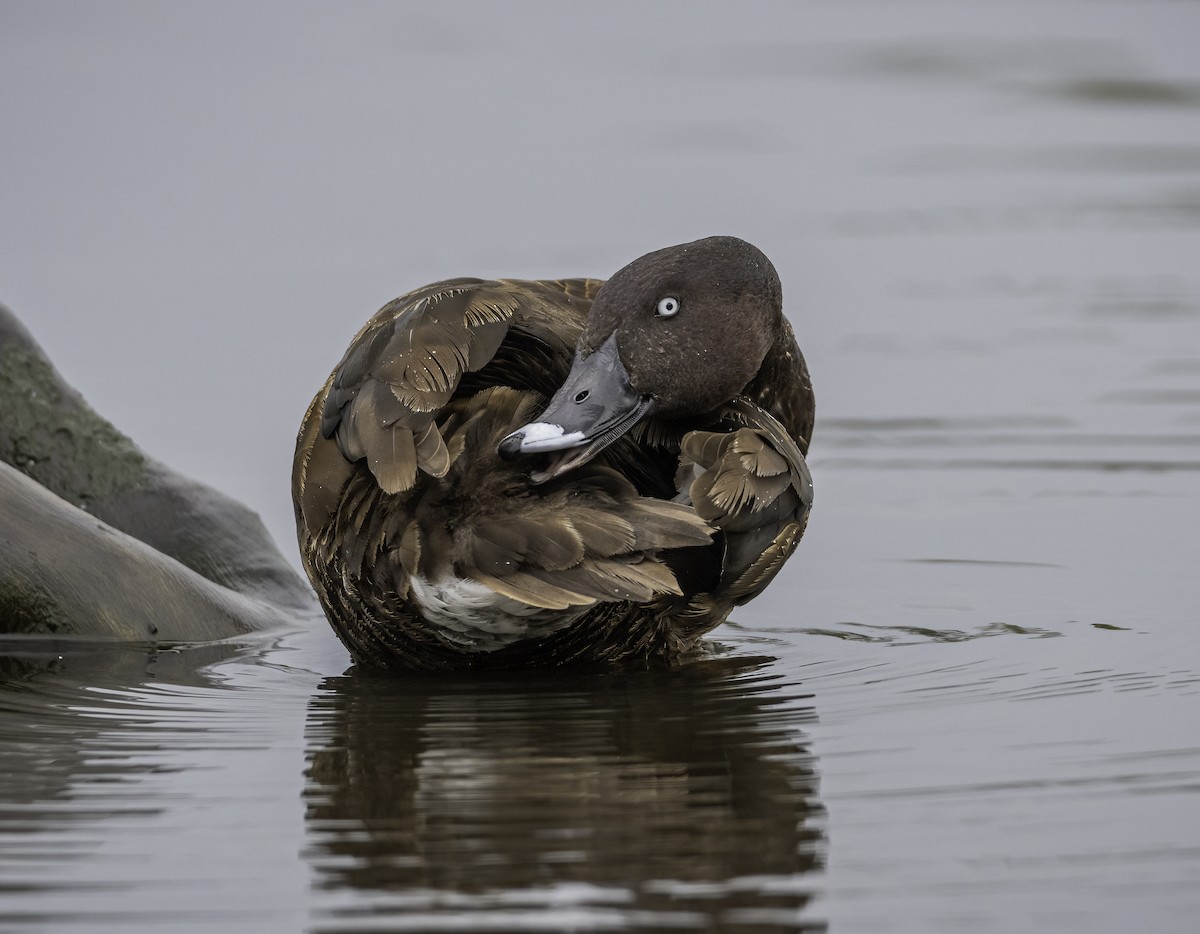 Porrón Australiano - ML646439861