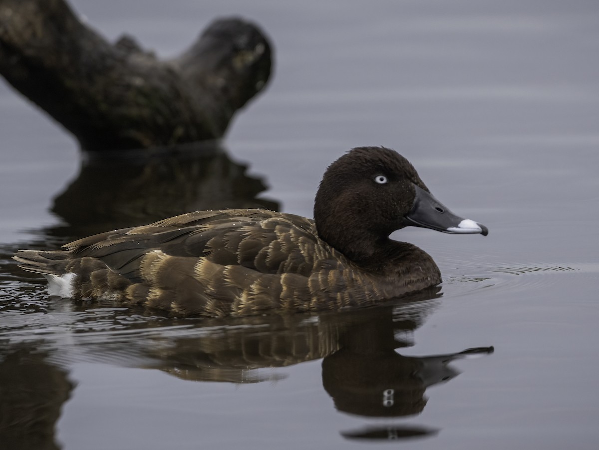 Porrón Australiano - ML646439862