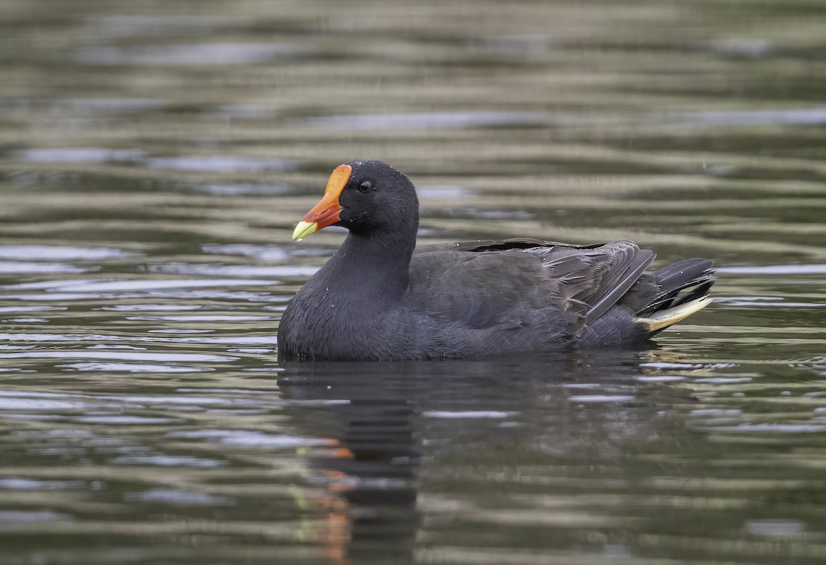 Gallineta Enlutada - ML646439863