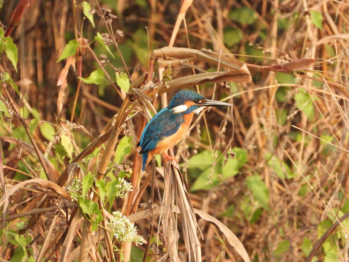 Номин шогшир - ML646439864