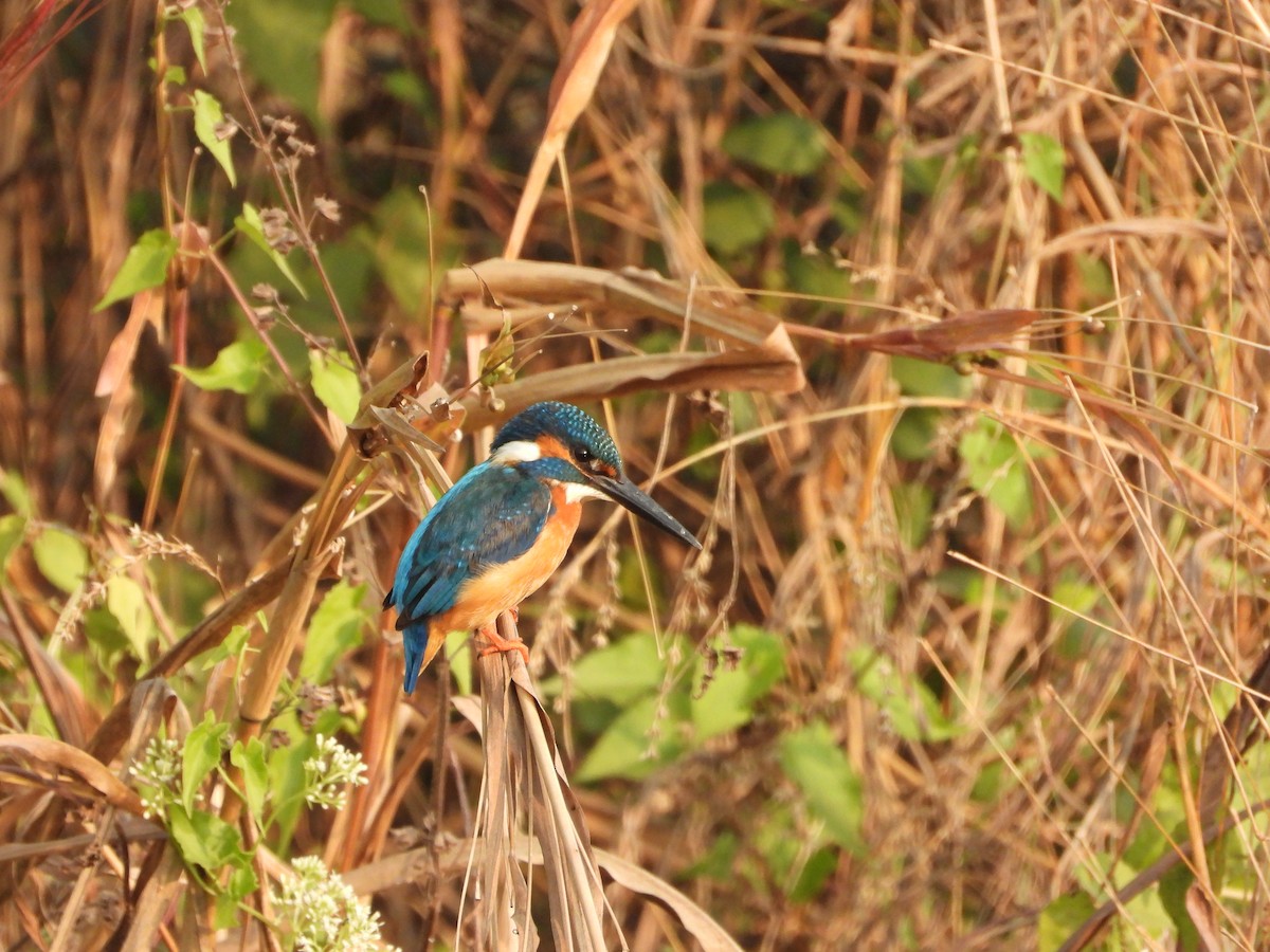 Номин шогшир - ML646439865