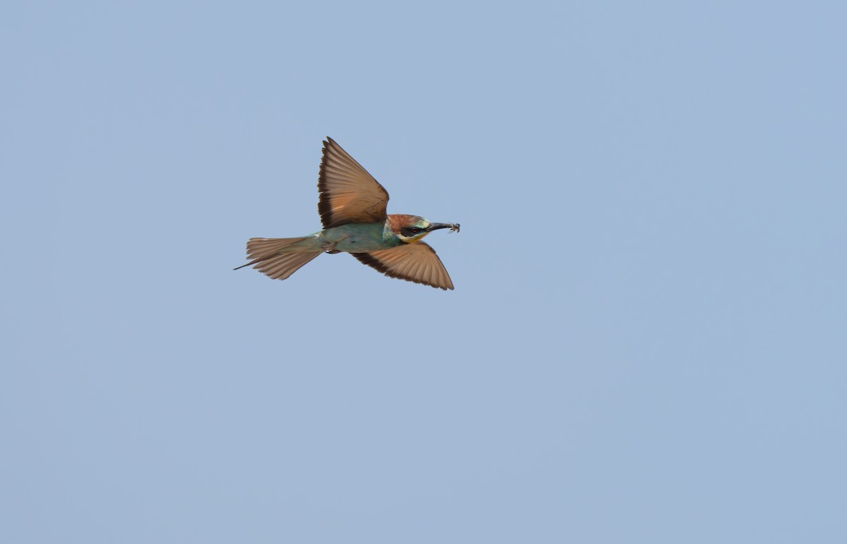 European Bee-eater - ML646439870
