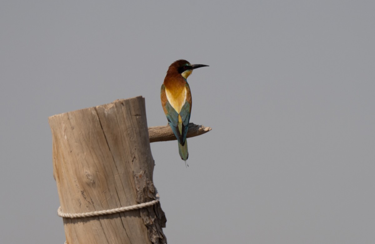 European Bee-eater - ML646439871