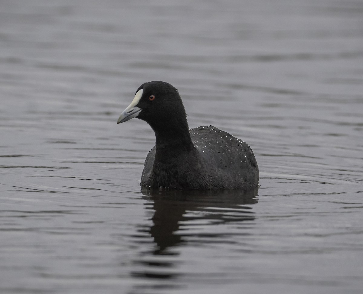 Folaga - ML646439873