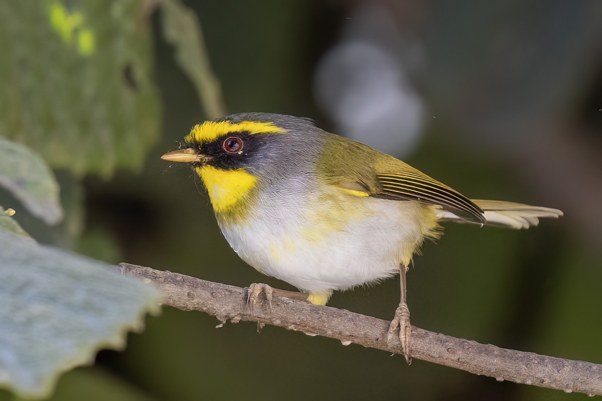 Black-faced Warbler - ML646439874