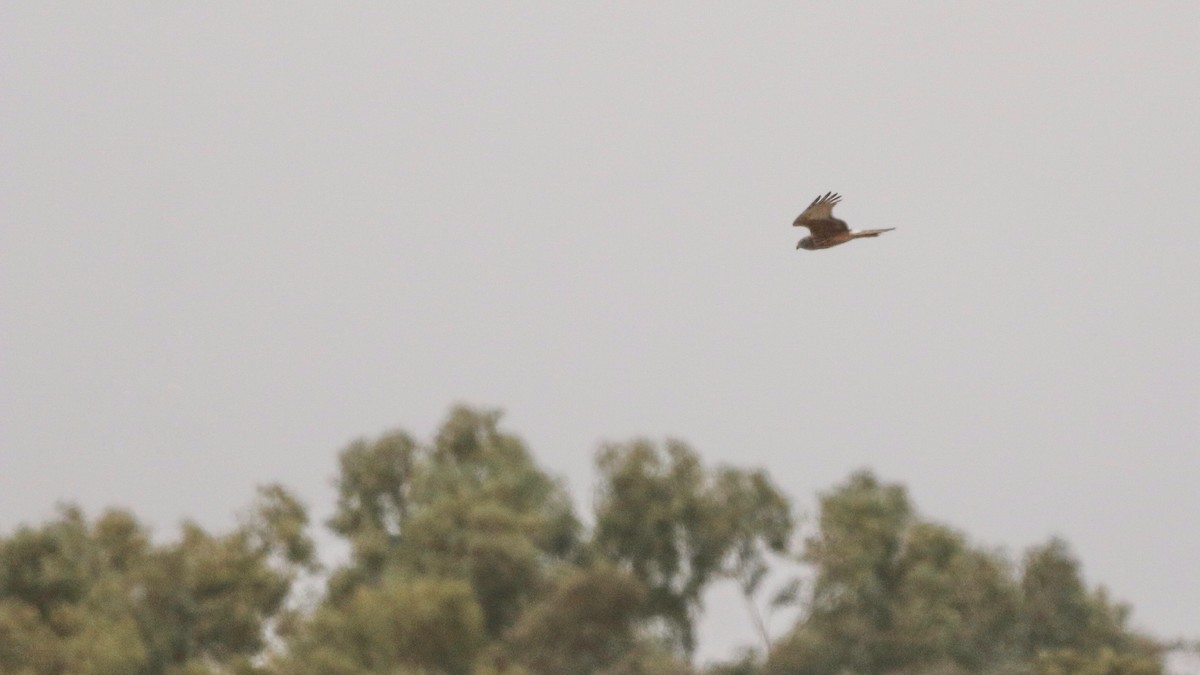 Swamp Harrier - ML646439876