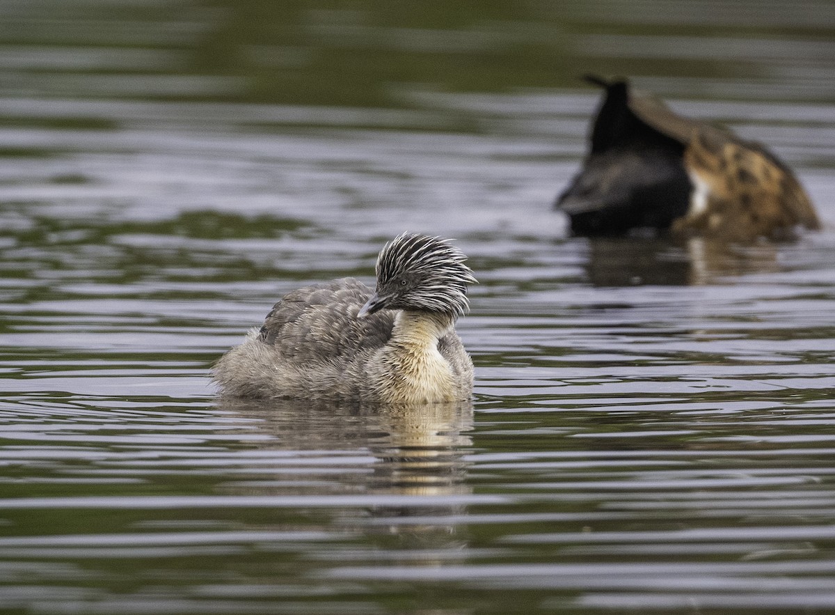 Hoary-headed Grebe - ML646439878