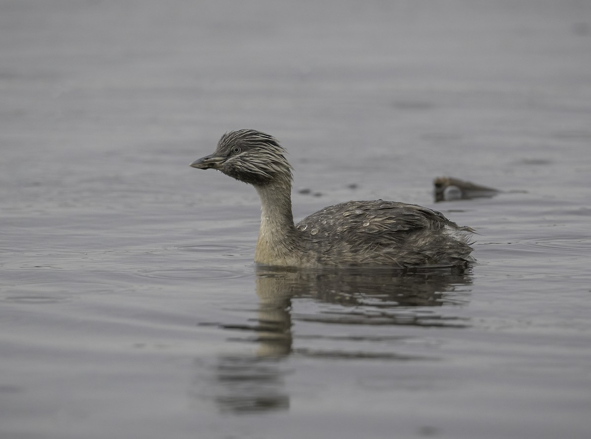 Hoary-headed Grebe - ML646439879