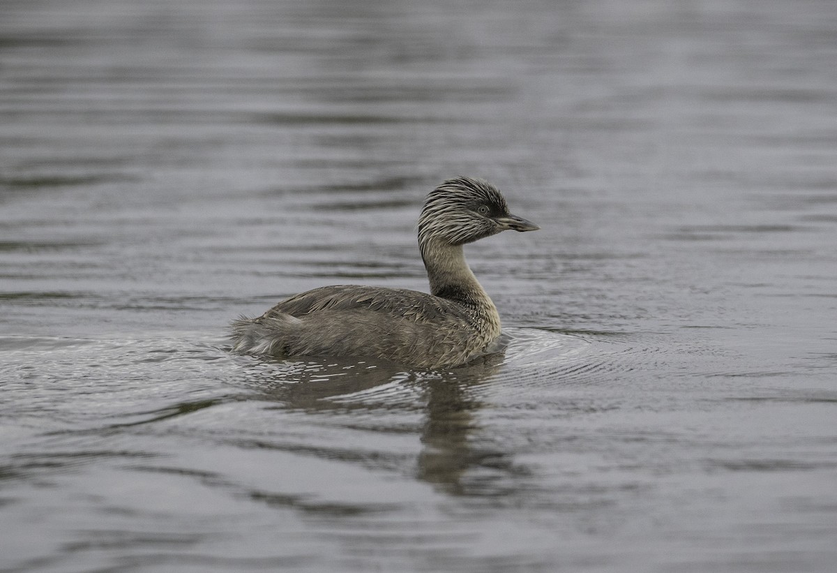 Hoary-headed Grebe - ML646439880