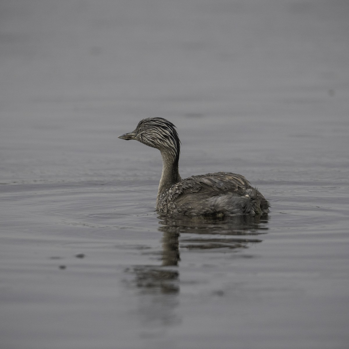 Hoary-headed Grebe - ML646439881