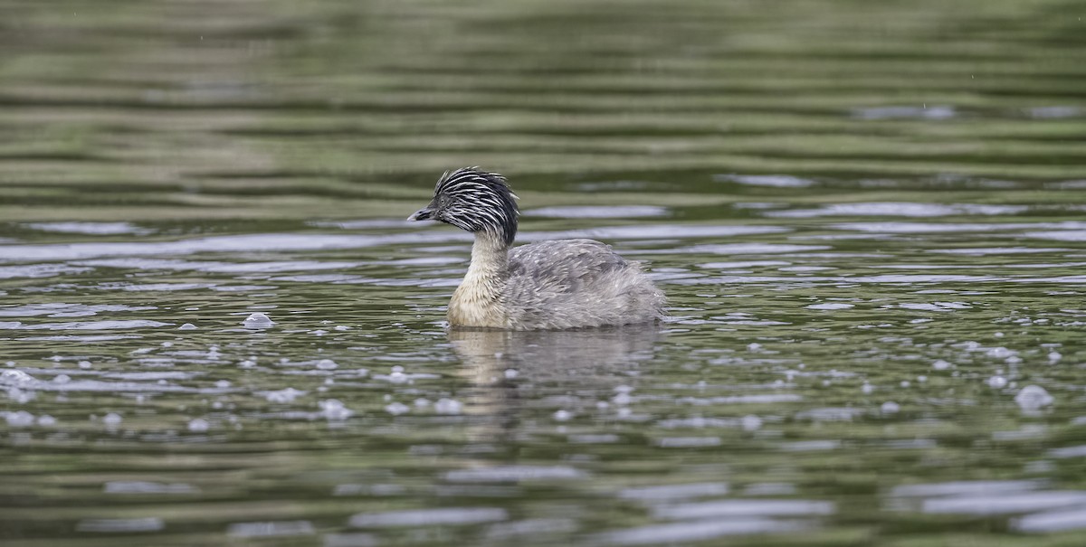 Hoary-headed Grebe - ML646439882